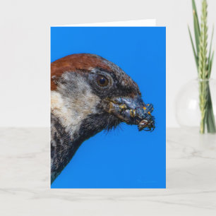 House Sparrow avec Carte de remerciements de bogue