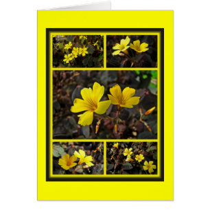 Houseplant à fleurs jaunes d'Oxalis