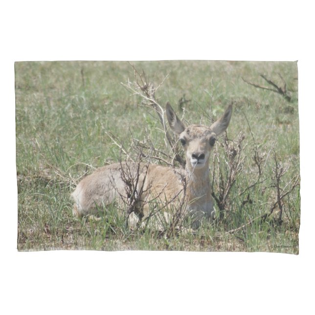 Housse D'oreillers A7 Bébé Antilope Pronghorn (devant)