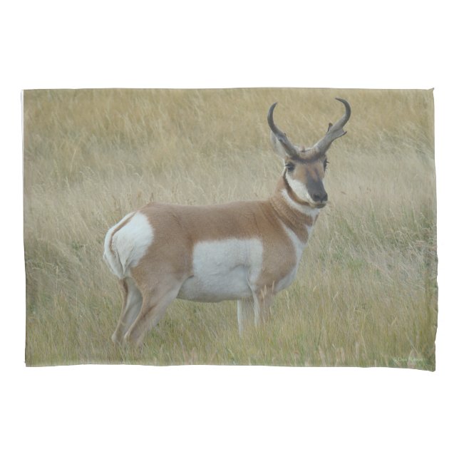 Housse D'oreillers Antilope d'Amérique mâle A1 (devant)