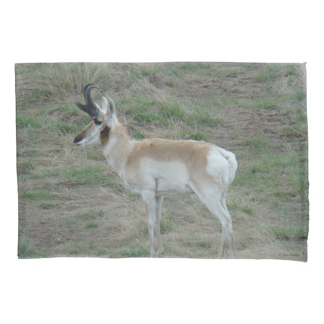Housse D'oreillers Antilope d'Amérique mâle A26 (devant)