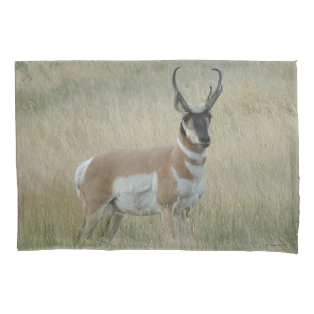 Housse D'oreillers Antilope d'Amérique mâle A8 (devant)