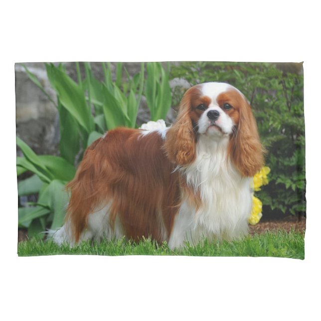 Housse D'oreillers Blenheim Cavalier King Charles Spaniel Chien Chien (devant)