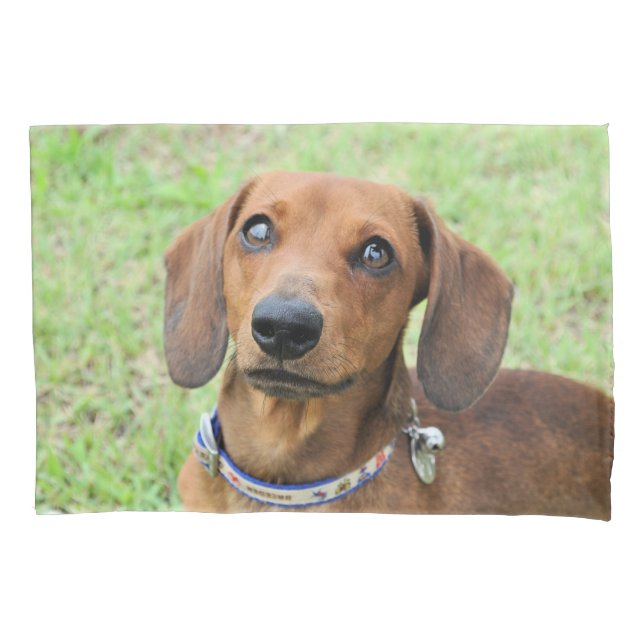 Housse D'oreillers Dachshund (devant)