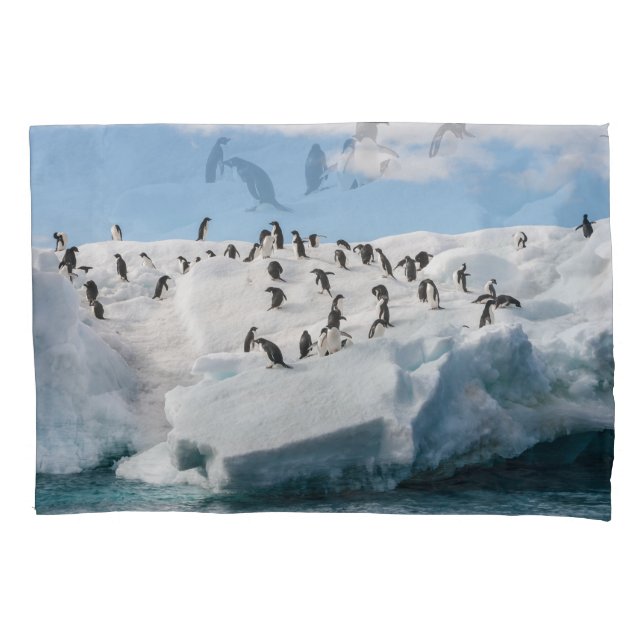 Housse D'oreillers Gentoo Penguin Antarctica Iceberg Playtime (devant)