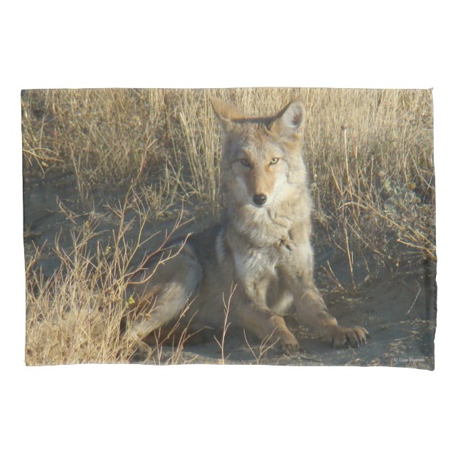 Housse D'oreillers R15 Coyote Couché (devant)