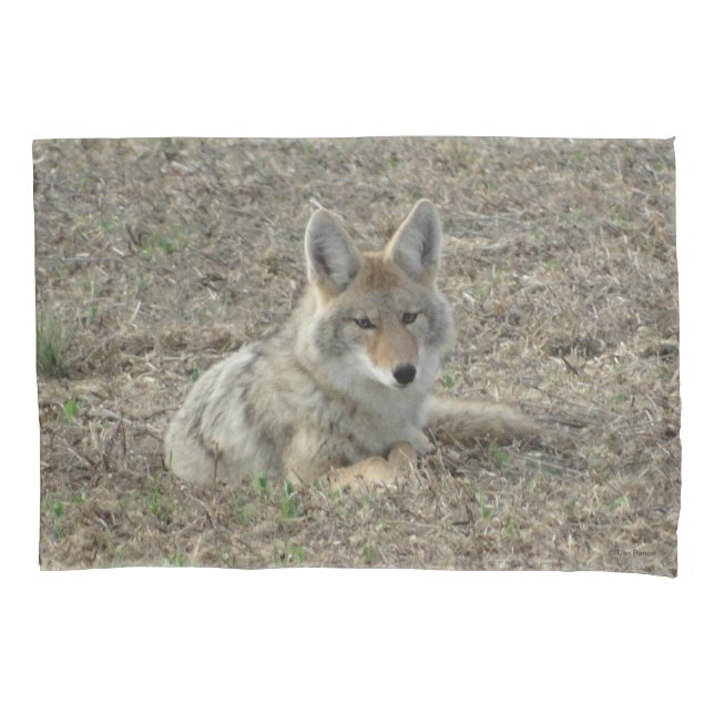 Housse D'oreillers R22 Coyote Laying (devant)