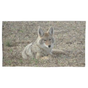 Housse D'oreillers R22 Coyote Laying