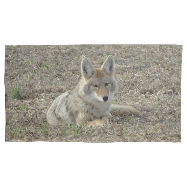 Housse D'oreillers R22 Coyote Laying (devant)