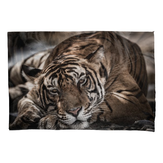 Housse D'oreillers Tigre de Ranthambore : gros plan. (devant)
