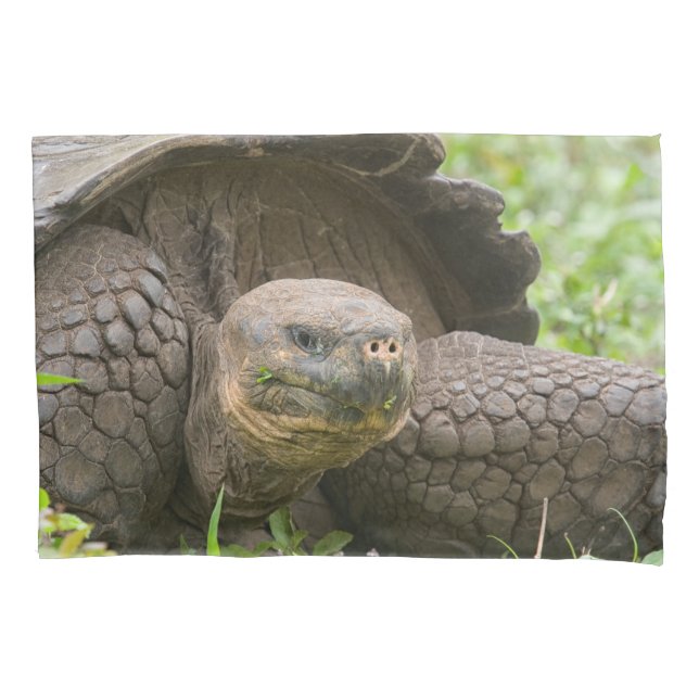 Housse D'oreillers Tortue géante (devant)