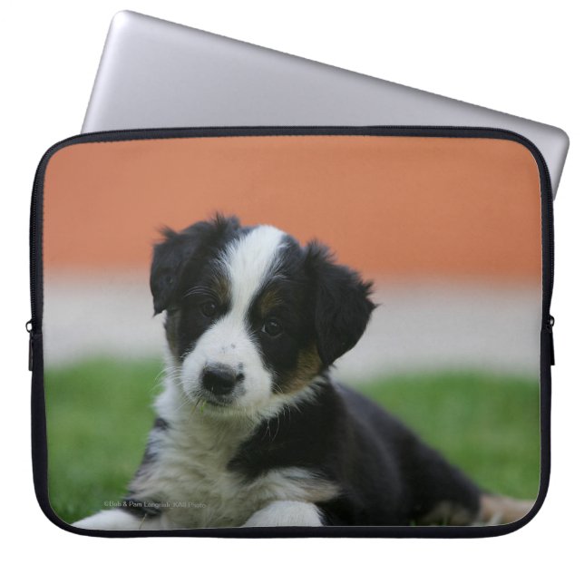 Housse Pour Ordinateur Portable 6 semaine vieux border collie (Devant)