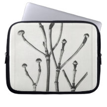 Au Naturel Botanique