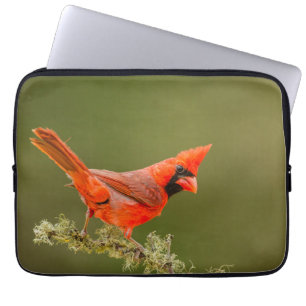 Housse Pour Ordinateur Portable Cardinal mâle sur une branche