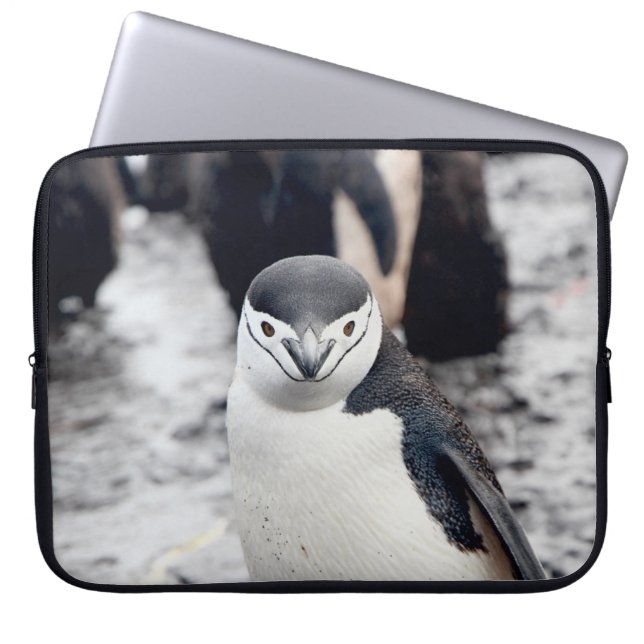 HOUSSE POUR ORDINATEUR PORTABLE CHINSTRAP PENGUIN (Devant)