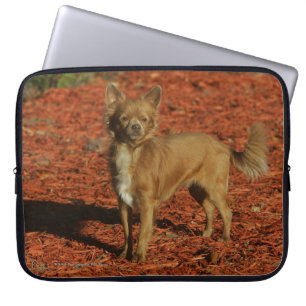 Housse Pour Ordinateur Portable Chiwawa regardant l'appareil-photo