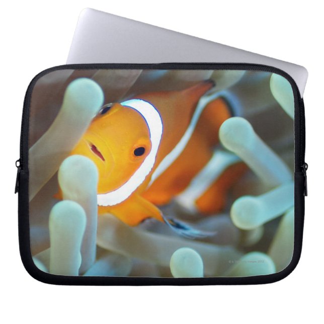 Housse Pour Ordinateur Portable Clown Anemonefish (Devant)