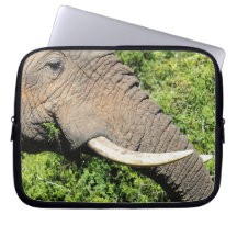 Défenses d'éléphant