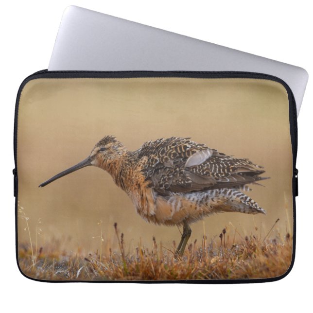 Housse Pour Ordinateur Portable Dowitcher à long bec (Devant)