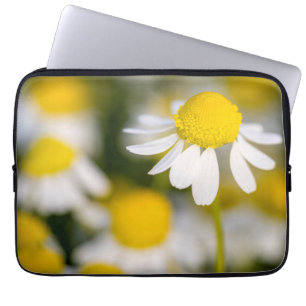 Housse Pour Ordinateur Portable Fleur de camomille en gros plan, Hongrie
