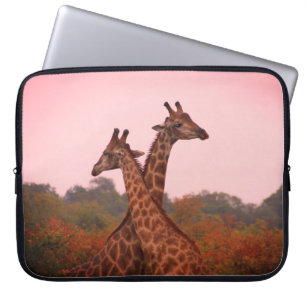 Housse Pour Ordinateur Portable Girafe debout dans les mopani avec ciel rose
