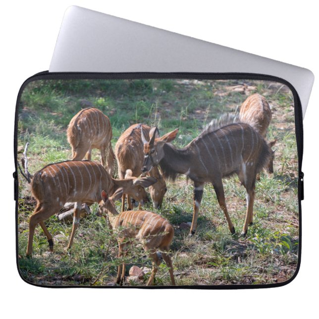 Housse Pour Ordinateur Portable Graceful Nyala Antelope en Afrique (Devant)