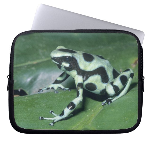 Housse Pour Ordinateur Portable Grenouille flèche empoisonnée, (Dendrobates auratu (Devant)