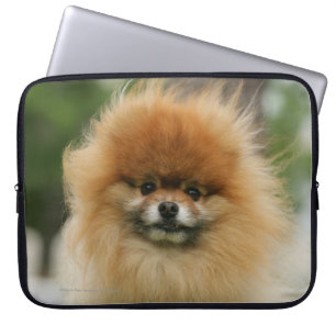 Housse Pour Ordinateur Portable Headshot de Pomeranian regardant l'appareil-photo