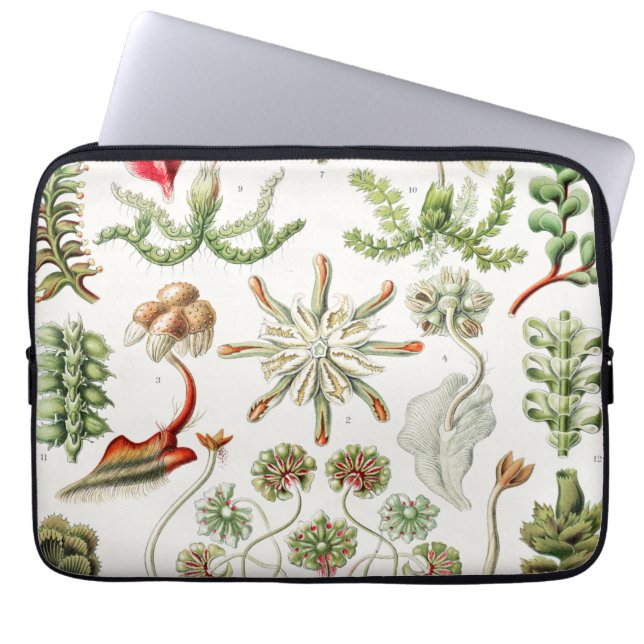 Housse Pour Ordinateur Portable Hepaticae Lebermoose par Ernst Haeckel (Devant)
