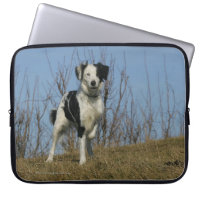 Jambe de border collie augmentée
