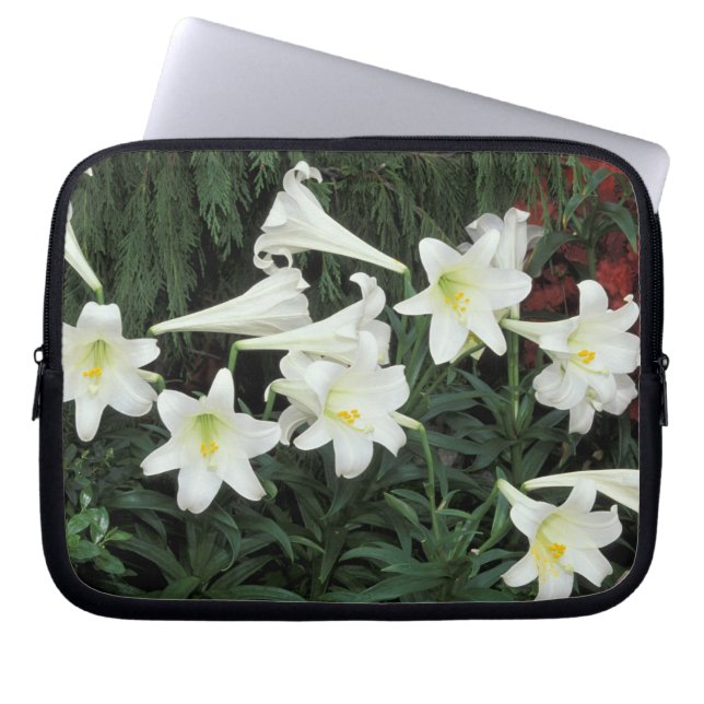 Housse Pour Ordinateur Portable Lis de Pâques (Lilium regale) (Devant)