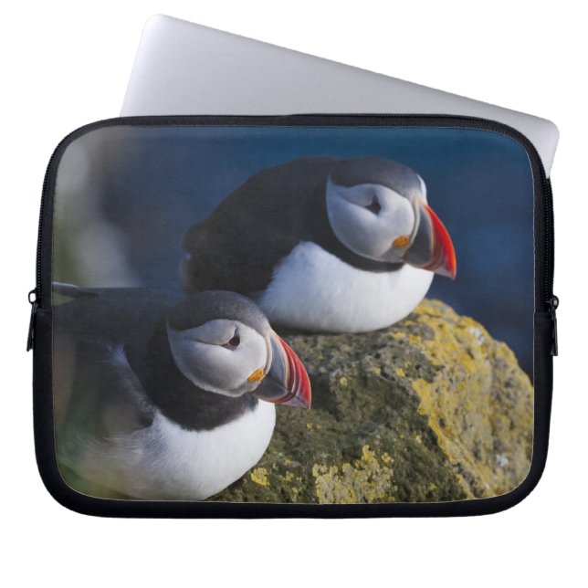 Housse Pour Ordinateur Portable Macareux atlantique (Fratercula arctica) 7 (Devant)