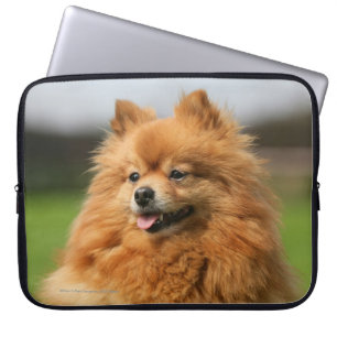 Housse Pour Ordinateur Portable Observation de Pomeranian