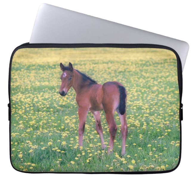 Housse Pour Ordinateur Portable Poulain dans champ de pissenlits (Devant)