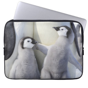Housse Pour Ordinateur Portable Poussin de pingouin d'empereur