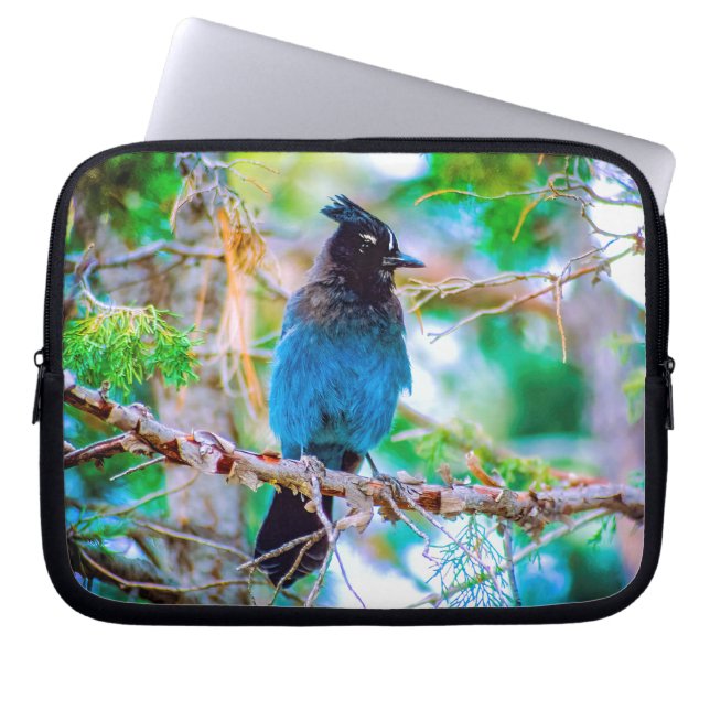 Housse Pour Ordinateur Portable Steller's Jay - Photographie originale (Devant)