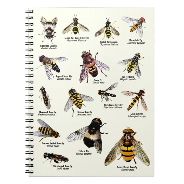 Hoverflies du R-U - carnet (Devant)