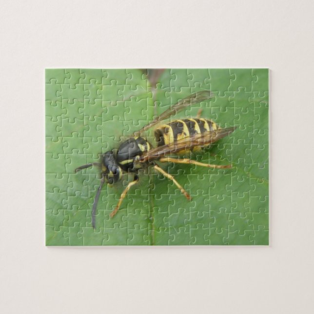 Hoverfly sur un puzzle de feuilles (Horizontal)