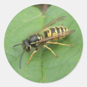 Hoverfly sur un Stickers Feuille