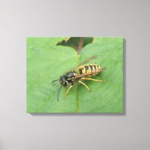 Hoverfly sur une toile de feuilles