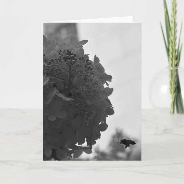 Hovering Honey Bee, carte (Devant)