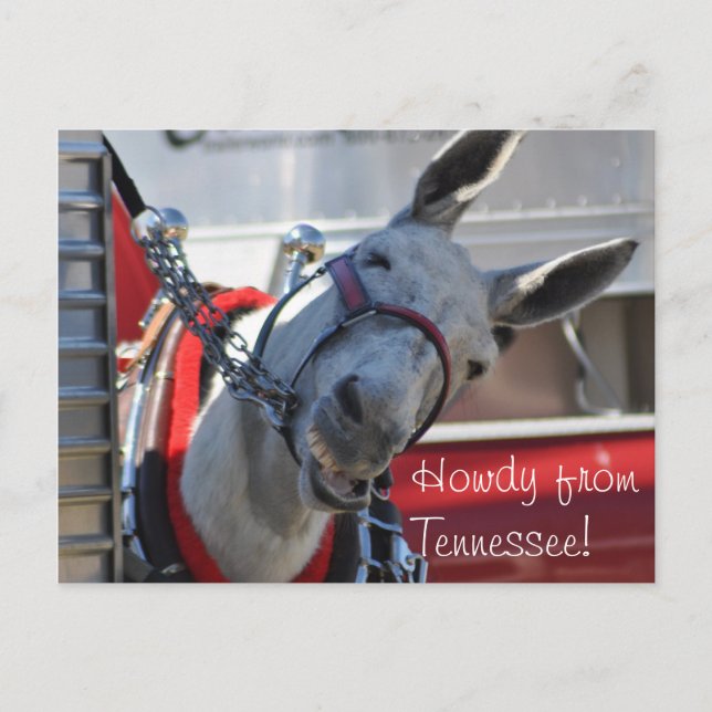 Howdy de la carte postale Tennessee Mule (Devant)