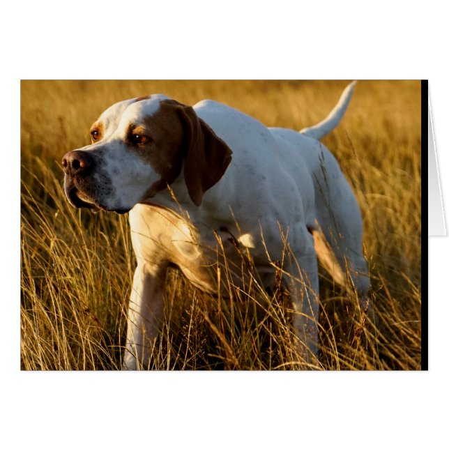 Howgillhounds carde l'indicateur (Devant Horizontal)