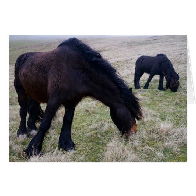 Howgillhounds est tombé des poneys (Devant horizontal)
