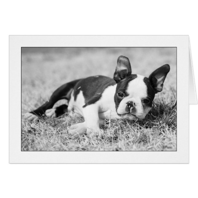 Howie dans l'herbe (Devant horizontal)