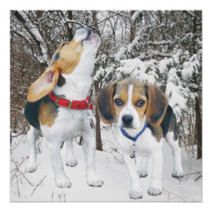 Howling Beagle Pup & Beagle Buddy Poster
