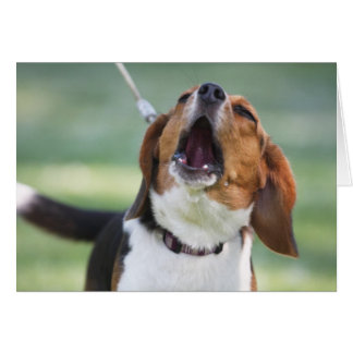 Howling chien Beagle