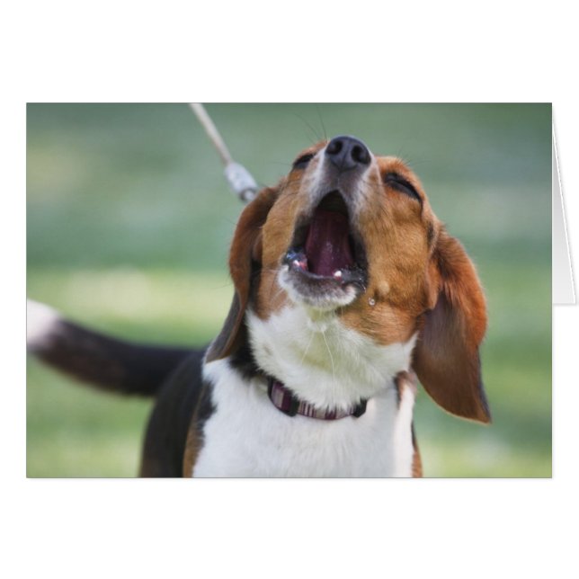 Howling chien Beagle (Devant horizontal)