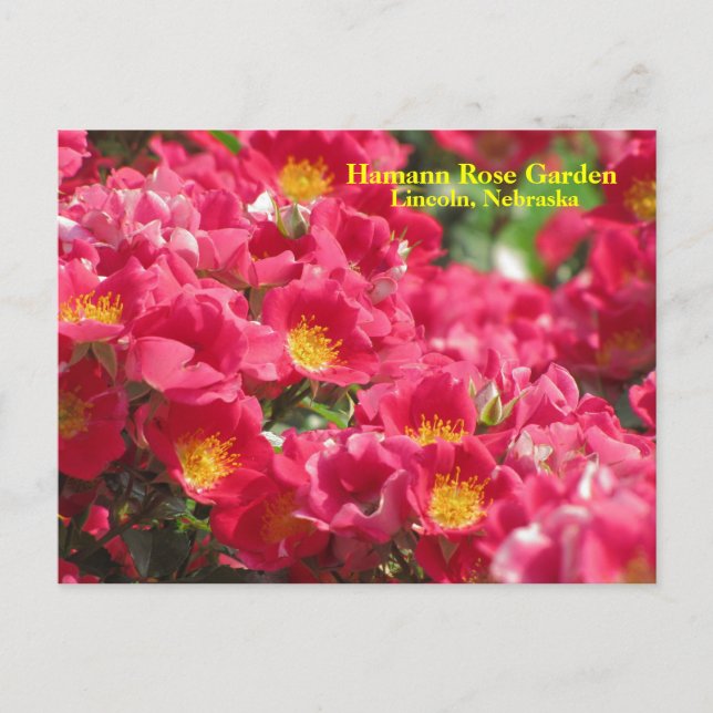 HRG Carefree Spirit Rose Carte postale #315n 0315 (Devant)