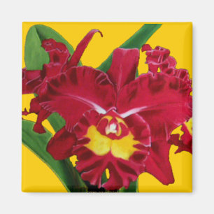 Huile d'orchidée sur le magnet de toile